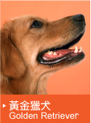 黃金獵犬(Golden Retriever)