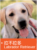 拉不拉多(Labrador Retriever)