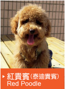 紅貴賓(Red Poodle)(泰迪貴賓)