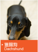 獵腸狗（Dachshund）