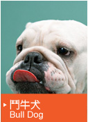 鬥牛犬（Bull Dog）