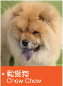 鬆獅狗（Chow Chow）