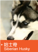 哈士奇（Siberian Husky）