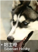 哈士奇（Siberian Husky）